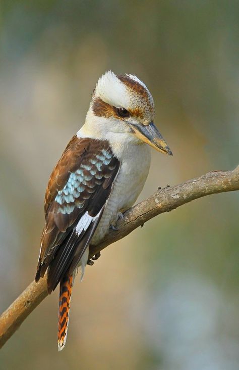 Kookaburra Photography, Kookaburra Art, Aussie Tattoo, Laughing Kookaburra, Bird Makeup, Australian Fauna, Birds Of Australia, Best Cameras, Bird Photos