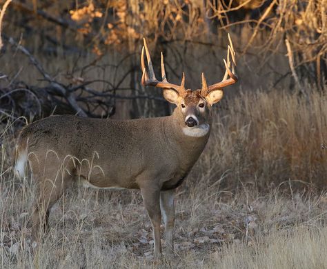 Big White-tailed Deer Buck At Sunrise | by fethers1 Whitetail Deer Photography, Big Whitetail Bucks, Deer Pics, Whitetail Deer Pictures, Deer Photography, Deer Calls, Whitetail Deer Hunting, Big Deer, John Bell