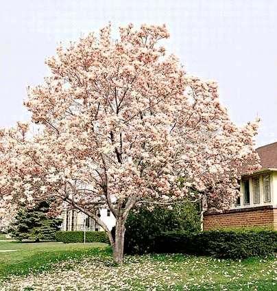 Magnolia × soulangeana Magnolia Soulangeana, Front Entrance, Front Garden, Garden Inspiration, Garden Plants, Magnolia, Entrance, Patio, Plants