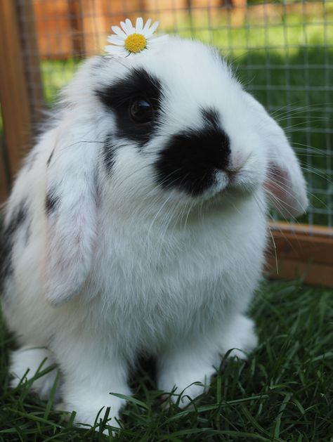 Mini Lop Minilop black white Black And White Bunny Aesthetic, Bunny Black And White, Black And White Bunny, Adorable Rabbits, Mini Lop Rabbit, Mini Lop Bunnies, Black And White Holland Lop, Black And White Lop Bunny, Chinchilla Pet