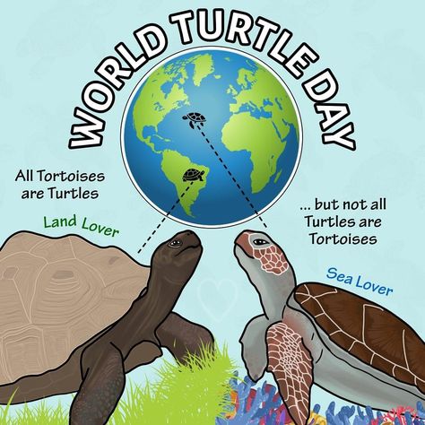 World Turtle, World Turtle Day, Turtle Day, National Days, Sink In, May 23, Mother Earth, Sea Turtle, Turtles