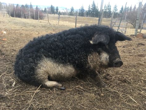 Mangalica Pigs, Mangalitsa Pig, Farm Dream, Farm Stuff, Anatomy Poses, Animal Videos, Animal Gifs, Pigs, Animal Photography