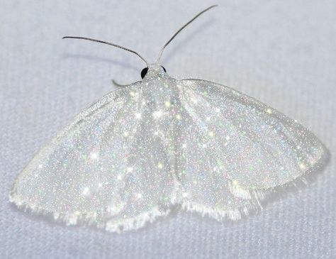 Glitter Aesthetic White, Glitter Butterfly Aesthetic, White Glitter Aesthetic, Soft Silver Aesthetic, Silver Glitter Aesthetic, Glittery Aesthetic, Mooncore Aesthetic, Aesthetic Moth, Shimmer Aesthetic