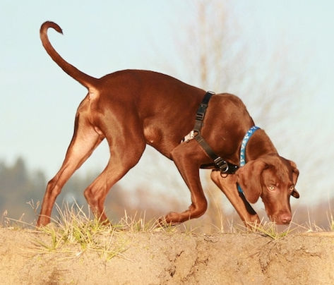 The right side of a shiny-coated, red Vizmaraner dog sniffing its way across a dirt terrain. The dog has yellow eyes, a brown nose and a long tail that is curled up at the tip. It is wearing a black harness. Dog Sniffing Illustration, Silly Puppies, Dog Sniffing, Red Dogs, Dogs Running, Black Harness, K9 Dogs, Time Alone, Dog Poses