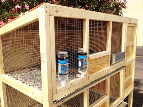 Quail Pen Plans, Raising Quail Pens, Diy Quail Coop, Quail Cage Plans, Game Bird Pens, Quail Brooder, Quail Habitat, Quail Aviary With Plants Diy, Keeping Quail