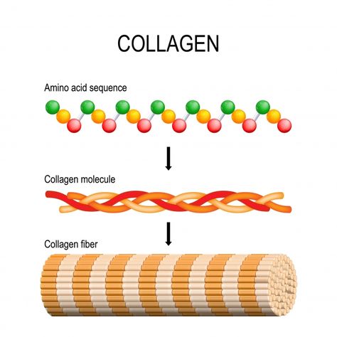 Taking Collagen, Ligaments And Tendons, Collagen Fibers, Molecular Structure, Collagen Supplements, Glow Skin, Hyaluronic Acid Serum, Hydrolyzed Collagen, Skin Rejuvenation