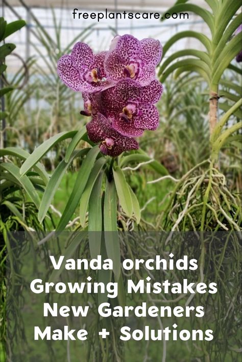 Grow Orchids, Ayurvedic Plants, Orchids In Water, Indoor Orchids, Orchid Fertilizer, Orchid Plant Care, Orchid Roots, Amazing Plants, Vanda Orchids