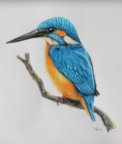 Kingfisher Bird Drawing, Kingfisher Drawing, Hummingbird Drawing, Pencil Drawings Of Flowers, Watercolor Pencil Art, Color Pencil Sketch, Kingfisher Bird, Colored Pencil Tutorial, Colored Pencil Techniques