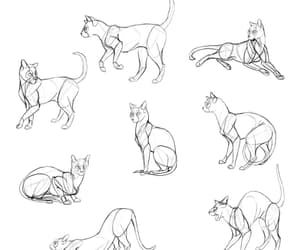 cat, reference, and cat drawing image Sketches Of Cats, How To Draw Cats, Draw Cats, Male Figure Drawing, Cat Drawing Tutorial, Cat Anatomy, Cat Steps, Cat Reference, Human Figure Drawing