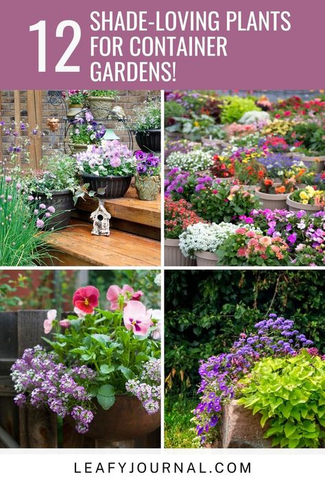 Container Roses, Garden Containers, Container Gardens, Tea Garden, Shade Plants, Shade Garden, Container Plants, Outdoor Plants, Better Homes And Gardens