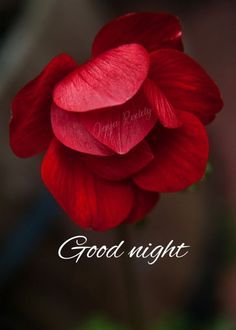 Dobro Vece, Good Night Pictures, Dobro Veče, Good Evening Messages, Ephesians 6 10, Good Evening Greetings, Propose Day, Evening Greetings, Cute Good Night