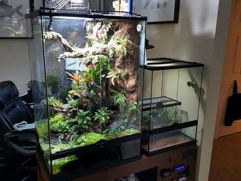 Adeljean ho's viv Frog Paludarium, Dart Frog Tank, Dart Frog Terrarium, Tree Frog Terrarium, Dart Frog Vivarium, Frog Vivarium, Poison Arrow Frog, Bioactive Vivarium, Gecko Habitat