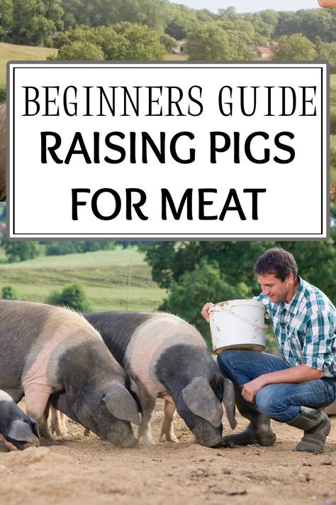 Pig Diet, Hog Farm, Raising Pigs, Pig Pen, Pig House, Farm Plans, Pig Farming, Best Meat, Goat Farming