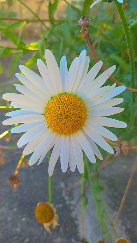 foto de uma flor(margarida) do meu jardim 🌼✨ Common Daisy, Painting Study, Small Paintings, Tulips, Daisy, Plants, Quick Saves