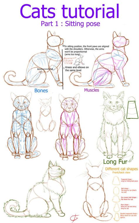 How To Draw Cats, Draw Cats, Body Shapes, To Draw, Step By Step, Deviantart