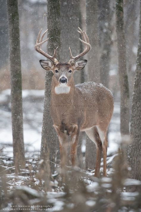 Whitetail Deer Photography, Matt Hansen, Deer Images, Whitetail Deer Pictures, White Tailed Deer, Deer Photography, Whitetail Deer Hunting, Deer Wallpaper, Big Deer