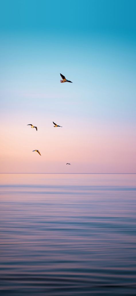 sky, birds, bird, flight, seagulls, sea, water, sunset, nature, sun, dawn, beach, wildlife, ocean, fly Art Creative Ideas, Wall Art Creative, Japan Wallpaper, Ramadan Photos, Dusk Sky, Genos Wallpaper, Hapkido, Pretty Landscapes, Ocean Wallpaper