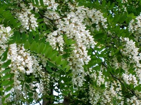 Robinia Robinia Pseudoacacia, Long Blooming Perennials, Deciduous Trees, Ornamental Grasses, Backyard Design, Garden Planning, Garden Inspiration, Secret Garden, Patio Garden