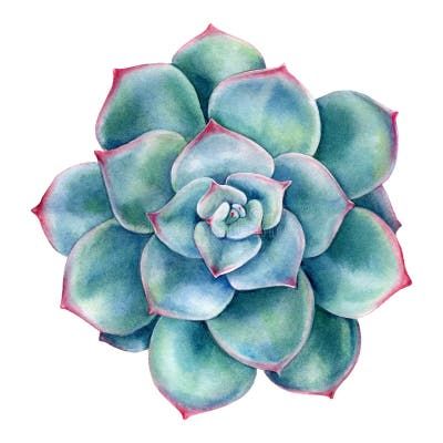 Watercolor Succulents Easy, Succulent Drawing, Succulent Illustration, Succulents Illustration, Succulents Drawing, Succulent Images, Succulent Painting, Watercolor Succulents, Succulent Art