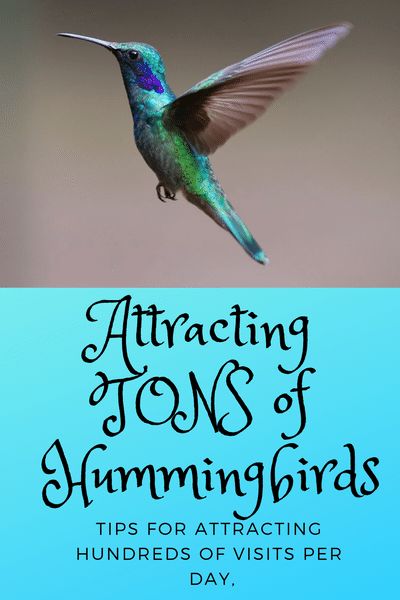 Attract Hummingbirds To Feeder, Humming Bird Food Recipe, Hummingbird Garden Ideas, Hummingbird Garden Flowers, Hummingbird Food Recipe, Hummingbird Decor, Feeding Hummingbirds, Homemade Hummingbird Nectar, Homemade Hummingbird Food