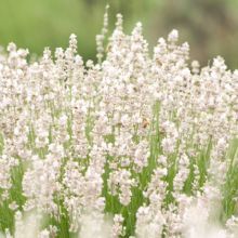 Lavender Ellagance Ice White - 5 Large Plug Plants Munstead Lavender, Lavender Varieties, Lavender Seeds, Dark Purple Flowers, Lavender Herb, Lavender Plant, Flower Spike, Lavandula Angustifolia, Bedding Plants