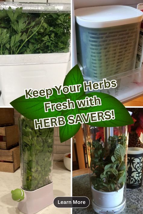 herb saver containers Storing Fresh Herbs, Fresh Herbs Storage, Herb Storage, Stay Fresh, Holistic Healing, Fresh Herbs, Make Sure, Herbs, Healing