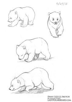 how to draw grizzly bears - Google Search Bear Walking Drawing, Grizzly Bear Drawing, Polar Bear Drawing, Bear Sketch, Polar Bear Art, Baby Polar Bears, Bear Drawing, Bear Tattoo, Picture Illustration