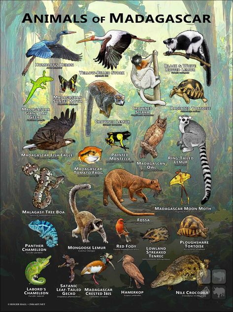 Poster featuring accurate illustrations of various species of wildlife native the African island of Madagascar printed on matte, museum quality paper. Animals Of Madagascar, Madagascar Wildlife, Madagascar Animals, Radiated Tortoise, Animal Infographic, List Of Animals, Animal Science, Animal Facts, Nature Wildlife