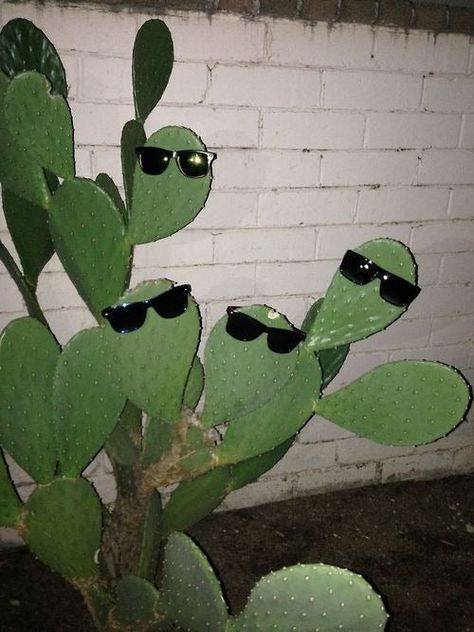 21 Creepy Pictures To Give You Nightmares Fails, Cactus, Funny, Plants, Wall, Green