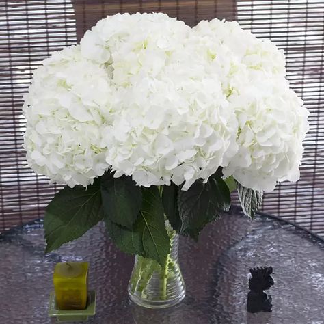 Member's Mark Premium Hydrangea, White (30 stems) - Sam's Club Sams Club Wedding Flowers, Sams Club Flowers, Bulk Flowers Online, Hydrangea White, Flowers Last Longer, Hydrangea Bouquet, Green Hydrangea, Flower Care, Flower Food