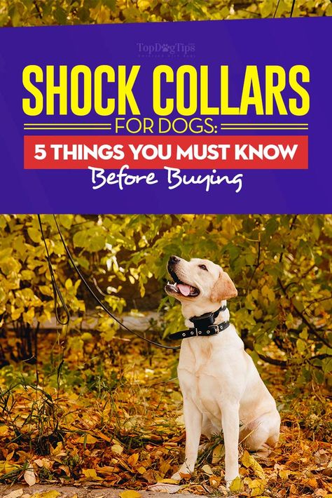 Puppy Training With Shock Collar, Dog Shock Collar Training Tips, Shock Collar Training, Shock Collars For Dogs, E Collar Training, Train Dogs, Dog Aggression, Destructive Behavior, Collars For Dogs