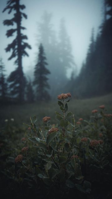 Moody Pacific Northwest, Moody Forest Photography, Green Fall Aesthetic Wallpaper, Pacific Northwest Aesthetic, Prairie Aesthetic, Storm Aesthetic, Dreamy Forest, Allegheny National Forest, Moody Vibes