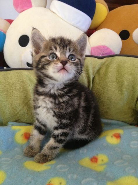 6 weeks old brown tabby kitten, look at his cute face:) Brown Tabby Kitten, 6 Week Old Kitten, Cute Kitten Pics, Serious Cat, Brown Tabby, Grey Kitten, Fluffy Kittens, Sleeping Kitten, Tabby Kitten