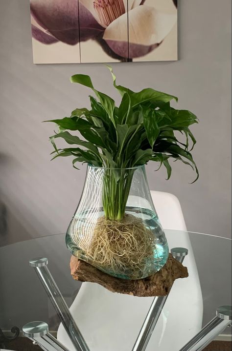 Peace lilly plant with roots cleaned and put in water only to the top of the roots. Water Lily In Glass Vase, Peace Lilly In Water Vase, Peace Lilly In Water, Peace Lily In Water, Plant In Vase, Lilly Plants, Water Vase, Water Plants Indoor, Peace Lillies