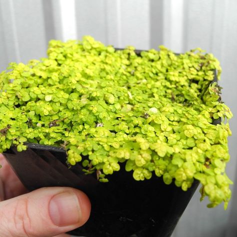 Golden Baby Tears - Angel Tears - Soleirolia soleirolii 'Aurea' No Light Plants, Soleirolia Soleirolii, Patio Materials, Miniature Garden Plants, Angel Tears, Plants Low Light, Low Light House Plants, Open Terrariums, Indoor Plants Low Light