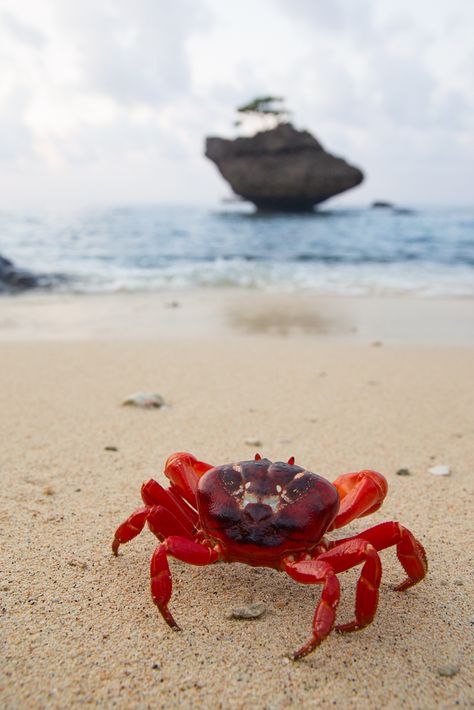 CRUSTACEA (Crustáceo) - Eucarida, Ordem Decapoda. / CRUSTACEA (Crustacean) - Eucarida, Order Decapoda. Things To Photograph, Sea Crab, Crab And Lobster, Christmas Island, Green Sea Turtle, Island Paradise, Arthropods, Photography Guide, Crustaceans