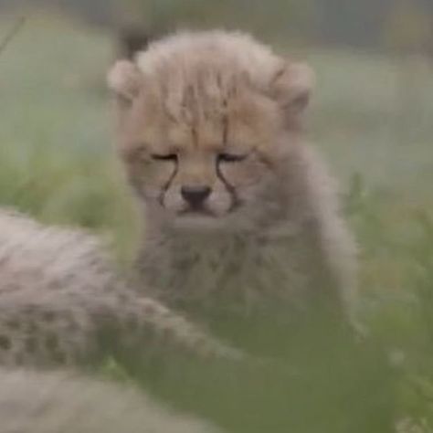 Baby Cheetah, African Cats, Baby Cheetahs, Animal Icon, Baby Animals Funny, Cheetahs, Like Animals, Fluffy Animals