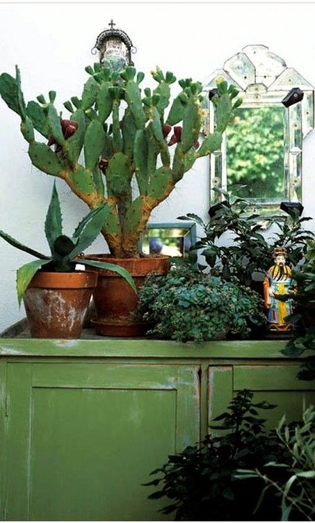 Interior Boho, نباتات منزلية, Indoor Gardens, Interior Plants, Deco Boheme, Cactus Y Suculentas, Cactus Garden, Boho Interior, Cactus Flower