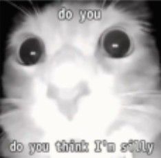 Do you. Do you think I'm silly. Cat Memes, Thinking Of You, Memes