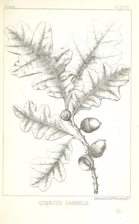 Medical Report, British Library Digitised Image, Colorado River, British Library, Zoology, Natural History, Mammals, Colorado, Birds