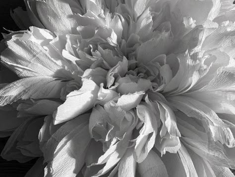 Scary White Aesthetic, Photo Boards, Flower Therapy, Brown Aesthetic, Aesthetic Images, White Aesthetic, Aesthetic Vintage, Love Images, Aesthetic Photo