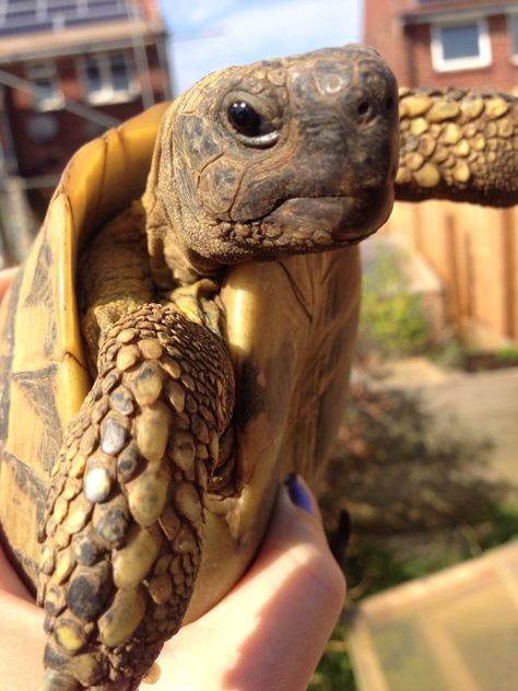 A tortoise named Dennis... That face!  Just too much cuteness!!! Tortoise Diet, Russian Tortoise Diet, Tortoise Food, Water Turtle, Cute Tortoise, Russian Tortoise, Tortoise Care, Tortoise Habitat, Baby Tortoise