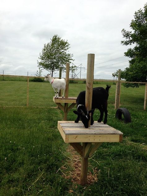 So “THEY” say, that if you give goats things to do and play with then goats won’t get bored and try to escape.” Not exactly sure who “THEY” are, but “THEY&… Toys For Goats, Goat Ideas, Goat Playground, Goat Toys, Goat Shed, Goat Shelter, Goat Pen, Mini Goats, Goat House