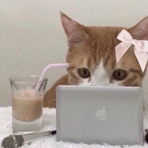 me and pinterest are 🤞🏻 - - - - - - - #pinterest #pinterestaesthetic #pinterestgirl #girlbloggeraesthetic #girlblog #itgirl #pink Pink Cat Icon, Cute Whispers, Pink Cute Pfp, Cat On The Phone, Cute Cat Icon, Aesthetic Pink Icons, Pink And Orange Aesthetic, Pfps Pink, Pink Icons Aesthetic