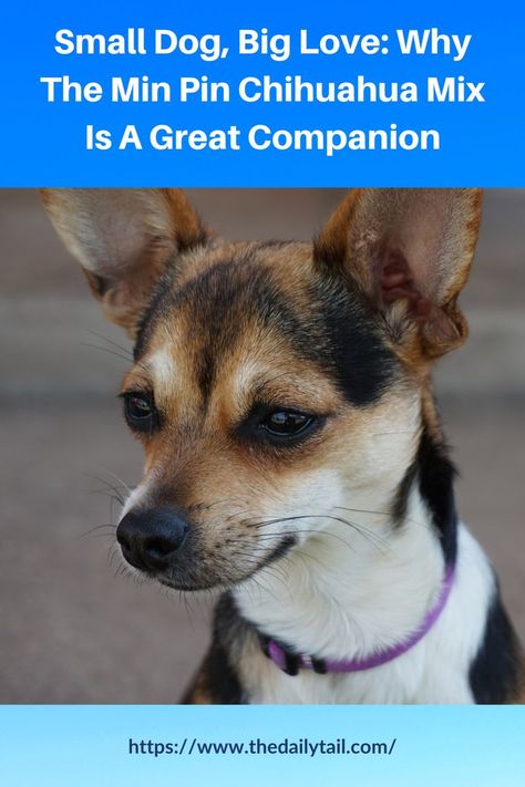 Small Dog, Big Love: Why The Min Pin Chihuahua Mix Is A Great Companion Min Pin Chihuahua, Chihuahua Mix Dogs, Min Pin, Chihuahua Mix, Designer Dog, Big Love, Small Dog, Dog Design, Small Dogs