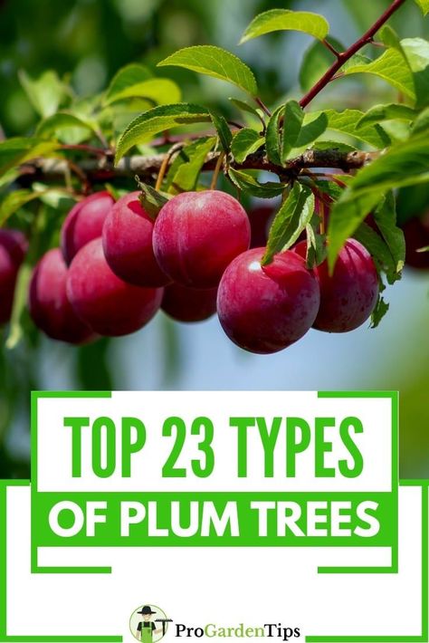 Homestead Orchard, Types Of Plums, Garden List, Japanese Plum Tree, Home Orchard, Gardening Knowledge, Planting Fruit, Plum Varieties, Top Types