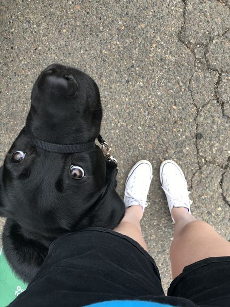 Gabe, GDB puppy in training. 8 months. On an outing to coffee Culture Black Lab Service Dog, Lab Training, Service Dogs Gear, Dog Things, Dog Puppies, Black Lab Puppies, Lab Dogs, Black Labs, Lab Puppies