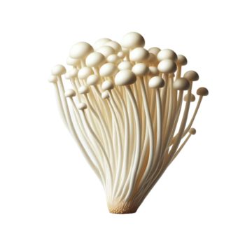 enoki mushrooms,enoki,mushrooms,food,design,raw,healthy,vegetables,flammulina velutipes,isolated,edible,organic,nature,vegetarian,gourmet,natural,fresh,fungus,vegan,fungi,cartoon,meal,ingredients,edible mushrooms,autumn,fall,cooking,forest,set,cartoon mushroom,hand drawn,mushroom soup,forest mushrooms,art,print,card,asian,closeup,cuisine,delicious,health,mushroom forest,white,nutrition,enokitake,free,brown,shiitake,wild Mushrooms Enoki, Vegetarian Gourmet, Mushrooms Food, Mushroom Cartoon, Mushrooms Art, Enoki Mushrooms, Forest Mushrooms, Cartoon Mushroom, Logo Cloud