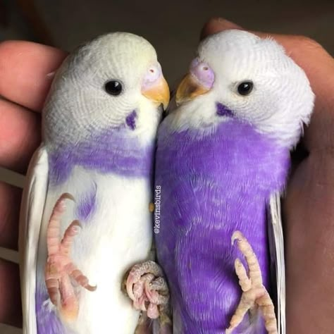 Parakeet Cage, Budgies Bird, Budgie Parakeet, Funny Parrots, Amazing Birds, Parakeets, Funny Birds, Pretty Animals, Bird Supplies