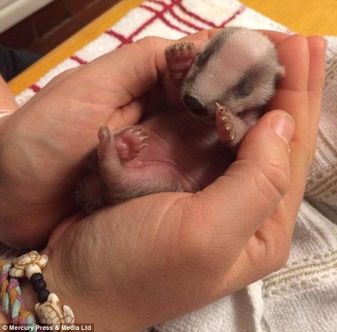 Orphaned badger cubs nursed back to health by animal lover | Daily Mail Online Badger Pictures, Baby Badger, Custard Creams, Jack Russell Dogs, Doing Better, The Secret World, Back To Life, Jack Russell, Cuteness Overload